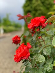 red rose in the garden