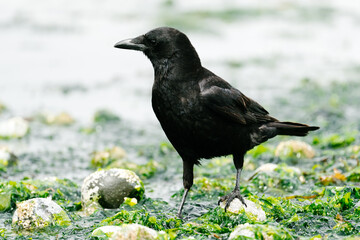 Side view of a crow walking in seaweed on the Puget Sound