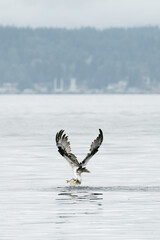 View from behind of an osprey lifting a fish out of the water