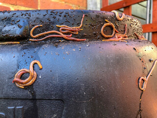 Natural, processed homemade compost in a plastic barrel with visible earthworms and the remains of waste. Horizontal full frame composition