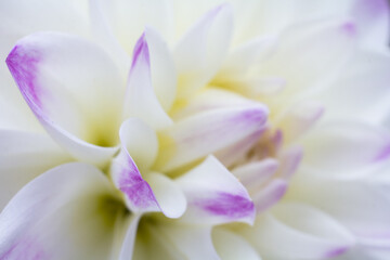 Macro of pure white flower with purple details in soft background
