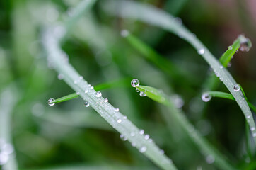 Close-up morning dew water droplets 