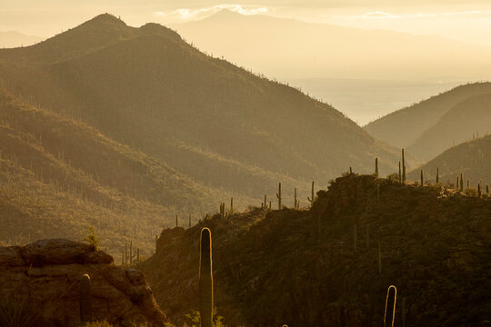 Soft morning light on a mountainous desert landscape with cactus