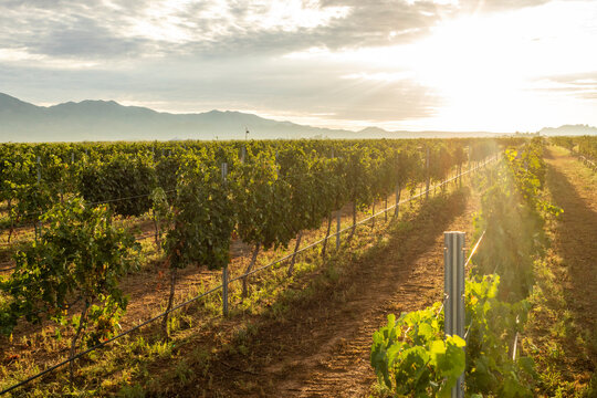 Bright sunrise over vineyard grape rows vines mountains in distance
