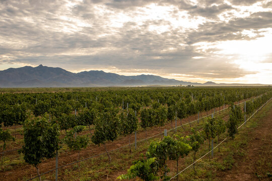 Sunrise over rows of grapevines in vineyard mountains in distance