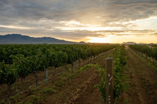 Sunrising over vineyard rows of grape vines distant mountains