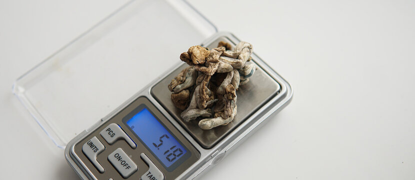 microdosing by psilocybin mushrooms. Biohacking and brain devel