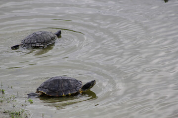 turtles on the water