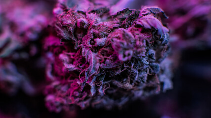 strains of marijuana for sale. Medical marijuana and the legaliz