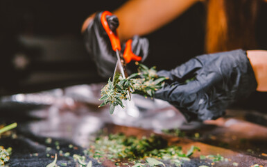 Modern Marijuana strains in 2020. Healing medical strains of wee