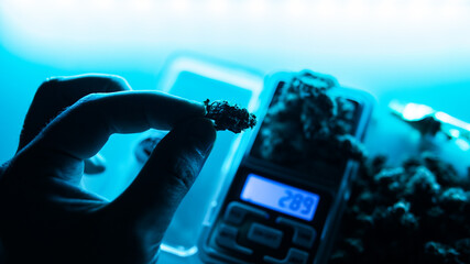 Modern Marijuana strains in 2020. Healing medical strains of wee