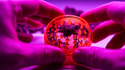 Modern Marijuana strains in 2020. Healing medical strains of wee