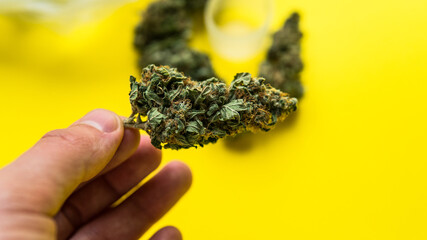 Modern Marijuana strains in 2020. Healing medical strains of wee