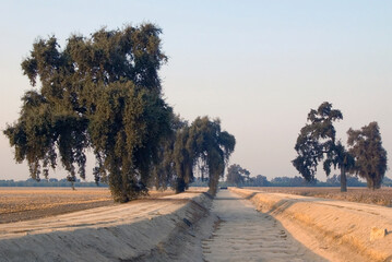 Empty dry irrigation canal in a cotton field outside Visalia, CA., 2005