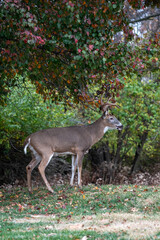 White-tailed deer buck in fall