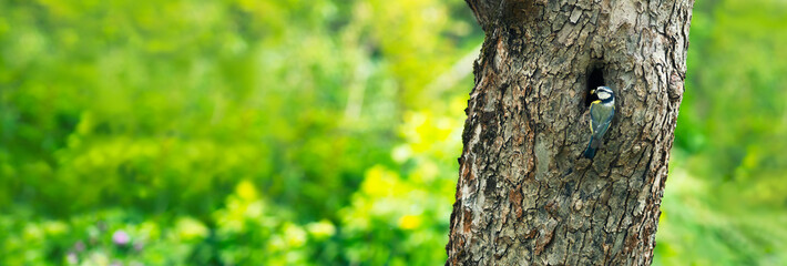 Great Titmouse (Parus Major) sitting on trunk and ready to feed his young hidden in hole with small insect. Bird in wildlife. Wide banner.