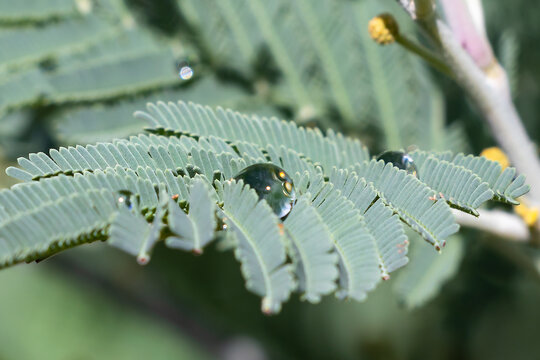 Water drop on fresh green bipinnate leaf