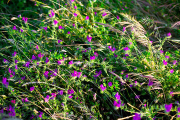 purple flowers in the nature