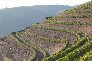 Douro Vineyards from aerial view - obrazy, fototapety, plakaty