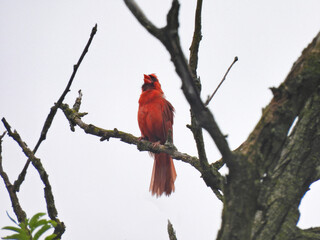 Red cardinal on branch: Northern cardinal bird with bright red feathers signing with orange beak open stands out against a cloudy sky framed by bare tree branches with tail spread and head crest up