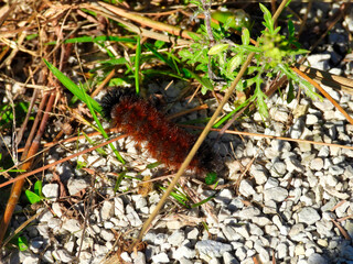 Woolly Bear Caterpillar Walks Across Crushed Gravel Path into the Grass on a Sunny Summer Day Showing Both Brown and Black Furry Fuzz in a Closeup Macro View