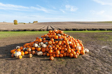 Pick your own pumpkin on farm from pumpkin patch.