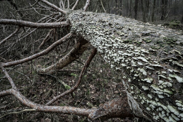 fallen and rotten tree with polypores
