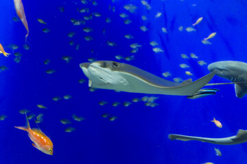 クロガネウシバナトビエイと小魚 © Paylessimages