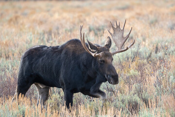 Naklejka na ściany i meble Bull moose in open meadow