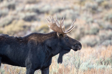 Bull moose in open meadow