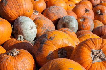 Pick your own pumpkin on farm from pumpkin patch.