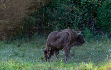 Fototapeta na wymiar European bison (Bison bonasus), also known as the wisent. Cows grazing on meadow.