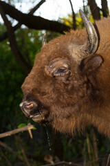 European bison (Bison bonasus), also known as the wisent. Muzzle of an animal at close range. Bull drinks water. © Piotr