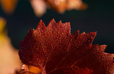 Vineyards in the autumn with red foliage. Macro photography of a leaf covered with dew. Selective focus. Transition of the vine to wintering. Wine-making.