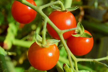 Branch with red mini tomatoes