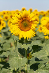 Sunflower Flower Blossom. Field of Golden sunflowers, illuminated by the midday sun.