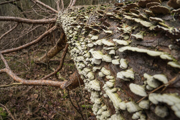 fallen and rotten tree with polypores