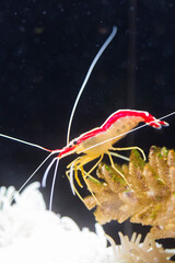 アカシマシラヒゲエビ