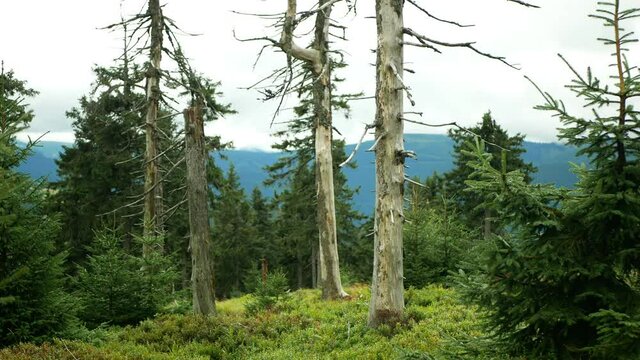 Dead trees air pollution are caused acid rains, sulfur oxides, nitrogen ozone. Influence emissions, spruce Picea abies virgin forests Jeseniky Protected Landscape, climax wood, So2 emission mountain