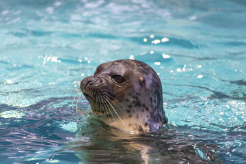 Obraz premium 水から顔を出すワモンアザラシ