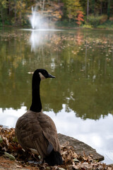 goose gazing
