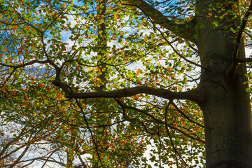 Trees in autumn colors in a forest in bright sunlight at fall, Baarn, Lage Vuursche, Utrecht, The Netherlands, November 9, 2020