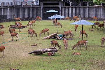 鹿苑の鹿