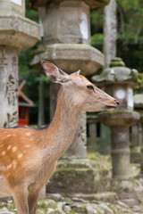 石灯籠と鹿