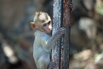 可愛いサル