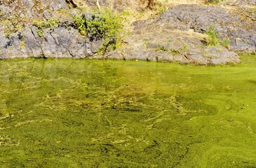 Algae bloom on pond