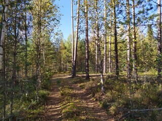 path in forest