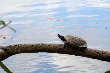Fototapeta premium single turtle