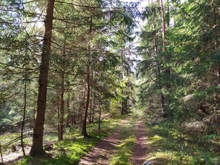 path in the forest