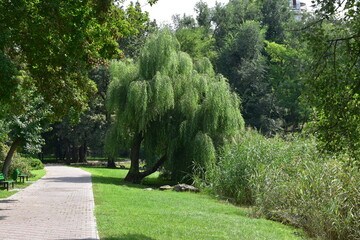 Fototapeta na wymiar View of a park on a sunny summer day, Botanical Garden, Chisinau, Moldova